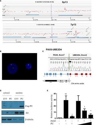 Case Report: The Formation of a Truncated PAX5 Transcript in a Case of Ph-Positive Mixed Phenotype Acute Leukemia With dic(7;9)(p11-p13;p13)